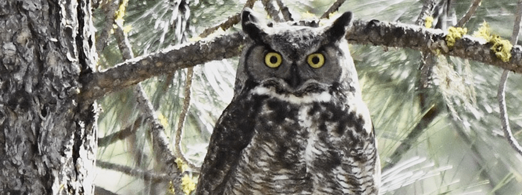 Bird Spotlight: Great Horned Owl — Sunriver Nature Center